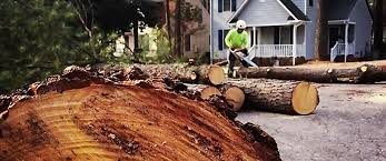 Best Tree Risk Assessment  in Omro, WI