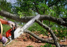 How Our Tree Care Process Works  in  Omro, WI