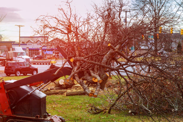 Leaf Removal in Omro, WI