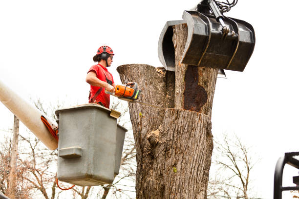 Best Root Management and Removal  in Omro, WI